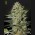 Exodus Cheese Auto (Feminised)