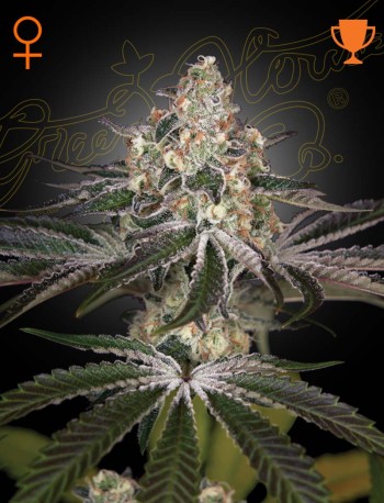 White Widow (Feminised)